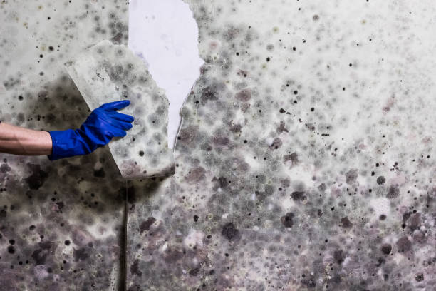 Best Residential Mold Remediation in Bear Creek, FL